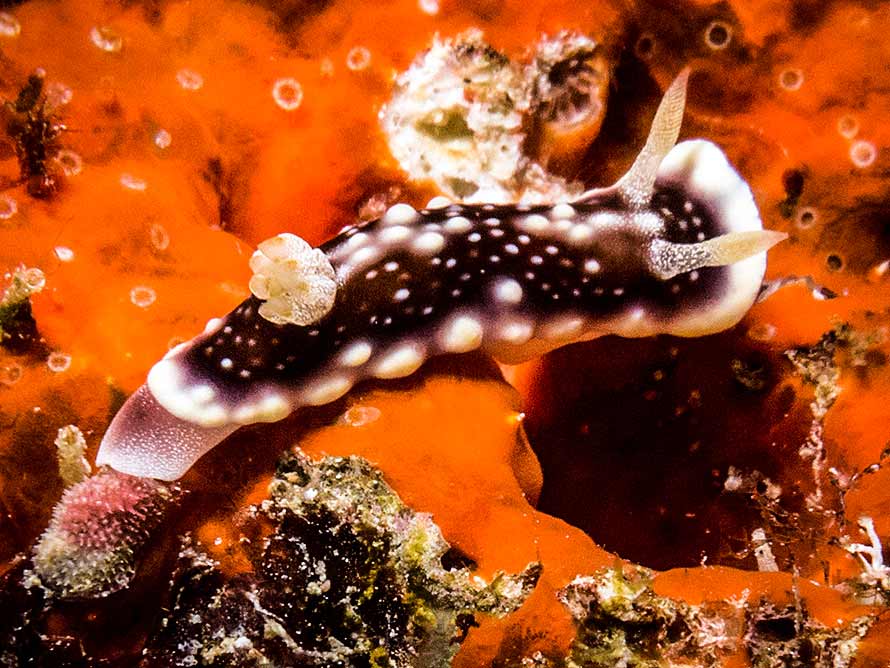 Goniobranchus geometricus